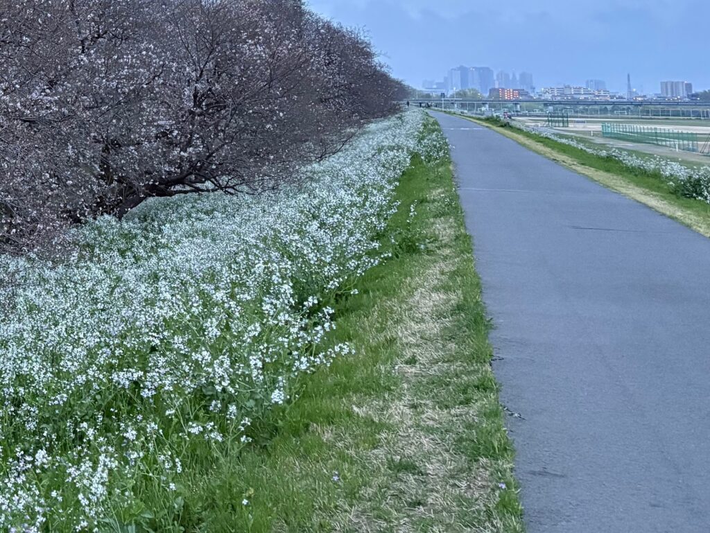 〜 風向き 〜

今朝の多摩川。川下から川上に吹く強い風。春を感じました。

唐突な書き出しで大変失礼しました。私が住んでいる大田区の多摩川土手付近、私の体感では春になると風向きは川下から川上に変わり、秋になると川上から川下に変わります。今朝、ランニングをしているとき、改めて春の訪れを実感しました。

「風向き」や「潮目」は、人生の転換期やチャンスにたとえられます。その「変わり目」をいかにして見過ごさないようにするかが大切なんだと感じます。
今朝の多摩川に吹く風は強烈で、さすがに変化を見過ごしませんでしたが、暮らしや社会のちょっとした「変わり目」にもきちんと目を向け、見過ごさないようにしたいですね。

「風向き」が変わるタイミングで、新しいことにチャレンジする方を、これからも全力でサポートしていきます。
＜多摩川＞