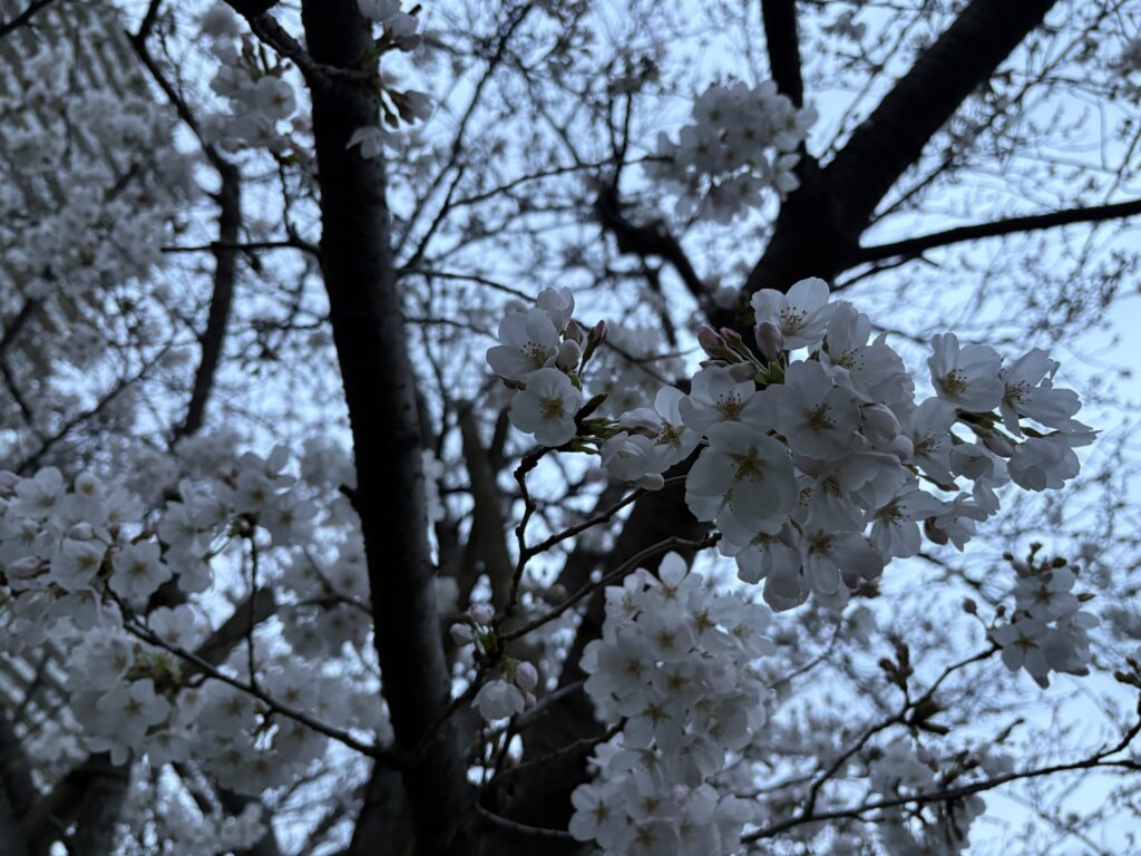 〜 寒の戻りと振り返り 〜
3月31日、年度末。
2024年度、私にとって大きな変化が訪れました。28年余に亘る会社員生活に終止符を打ち、行政書士として独立したこと。フルマラソンで初のサブ4(4時間以内で完走)を達成したこと。
思い通りになったことや、ならなかったこと、それぞれありましたが、今朝少し振り返ってみました。ノスタルジーに浸るとか、自分を卑下して落ち込むとかではなく、良かった点・悪かった点をちょっと冷静に総括してみて、次に繋げること。そんな時間って、結構大切なんだと感じます。
今朝は、寒の戻りで冷え込みました。ただ、少し立ち止まって振り返るのにはいい朝かもしれませんね。
明日から新年度。体調など崩さぬよう、くれぐれもご自愛ください。
<多摩川>