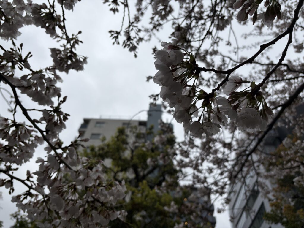 〜 NPO法人とは 〜
NPO法人とは、正式には「特定非営利活動法人」といい、特定非営利活動促進法の定めに則って設立された法人です。
特定非営利活動促進法第1条において、「この法律は、(中略)ボランティア活動をはじめとする市民が行う自由な社会貢献活動としての特定非営利活動の健全な発展を促進し、もって公益の増進に寄与することを目的とする」と定められている通り、NPO法人は同法に定める「社会貢献活動としての特定非営利活動」を行うことを目的とする法人です。
もちろん、NPO法人化しなくても、社会貢献活動を行うことはできますが、NPO法人化することにより、法人名義で資産を保有したり、契約主体となることができ、また、NPO法人を設立するには所轄庁での認証手続等を経る必要があるため、社会的信用力の向上にもつながると考えられます。
NPO法人を設立するには、所轄庁の認証を受けた後、法務局での登記が必要です。
行政書士は、所轄庁への設立認証申請に係る煩雑な手続をサポートいたしますので、NPO法人化をお考えの際はご相談ください(※)。
※ 法務局での設立登記申請の代理は司法書士にて対応いただくことになります(ご不明な点はご相談ください)。