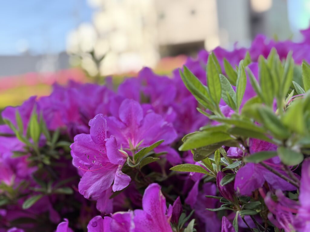 〜 卯月の終わりに 〜
4月の異名「卯月(うづき)」とは、卯の花が咲く季節という意味だそうです。
週末、新緑に触れる機会があったのですが、過ごしやすい気候と晴天にも後押しされて、日常では気づかなかったことに目が向き、ふと立ち止まることの大切さをあらためて感じました。
明日からは5月。「皐月(さつき)」、早苗が田に植えられる頃。
初夏に向かい自然のサイクルが移り変わるタイミングですね。
4月から環境が変わった方もいらっしゃると思いますが、緊張の糸を少し緩めて小休止するちょうどいい頃かと思います。
小さな“余白”を大切にお過ごしください。