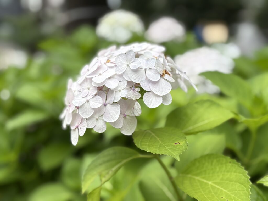 〜「食あたり」になって気づいたこと 〜 先日、食あたりで胃腸の調子を崩してしまい、半日ほど寝込んだことがありました。 好きなものも食べられず、したいこともできず、ただ体力の回復を待ちながらじっと寝ているだけの生活。前向きな発想・思考をする「気力」が湧かない自分に気づきました。 何か不安を抱えながらの生活だったり、後ろ向きな仕事を抱えていると、前向きな行動だったり積極的な事業展開をしようという「気力」が湧かなくなりがちだと思います。 不安や後ろ向きな状況の解消に向け、行政への申請手続の支援、契約書の作成・チェック、法人設立支援など、行政書士として提供できるサービスを通じて、引き続きサポートいたします。 雨の多い季節になりました。体調など崩さぬよう、くれぐれもご自愛ください。