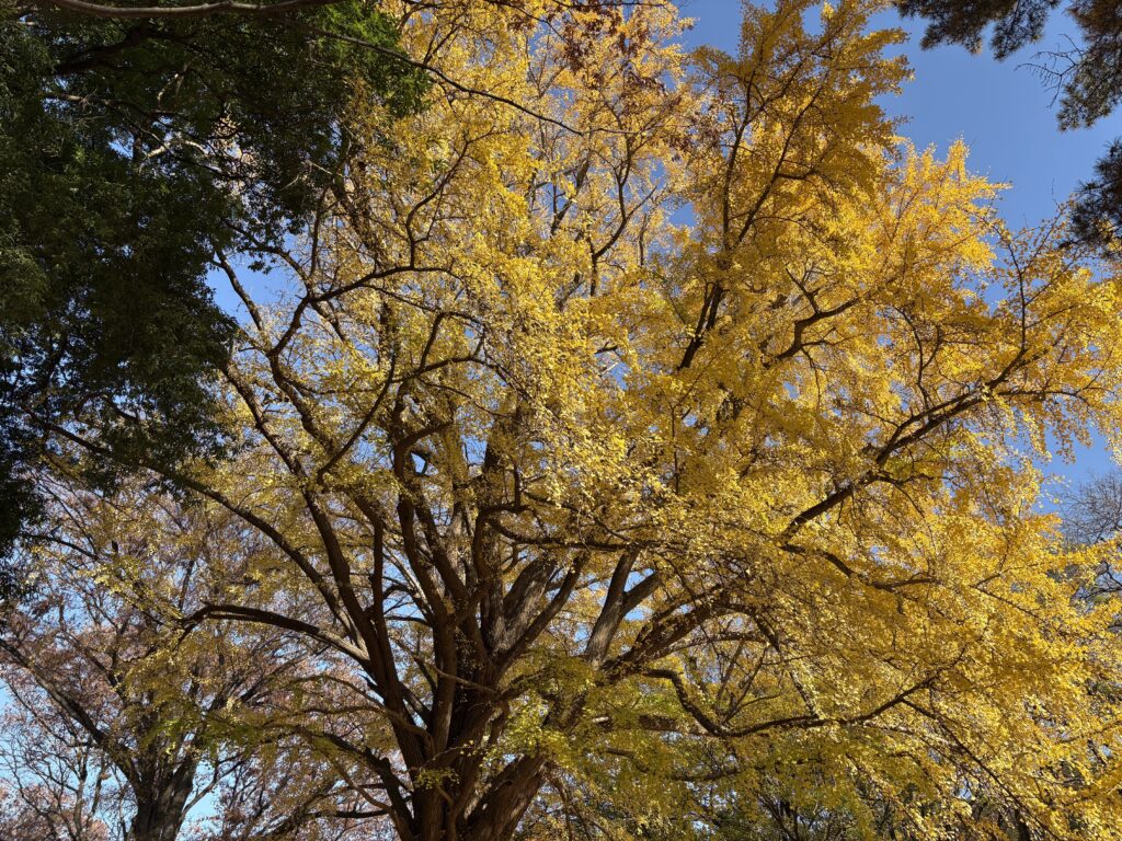 〜 紅葉から 〜 昨日の代々木公園。銀杏を中心に紅葉が見頃を迎えていて、ところによっては葉が落ち始めている木々もちらほら。 普段、街路樹の色づきを眺めてはいますが、改めて「意識」して見てみたら、秋の終わりを気づかされました。「今年もあと1か月か」「あれとこれ、やっておかないと」等々、芋づる式に意識が広がるのを感じました。 受け身で眺めるのではなく、能動的に見つめる。 忘れていたり後回しにしていたことを思い出し、着手するきっかけになる。 「意識」の持ち方、向け方について、改めて考える機会になりました。 今年もあと1か月。お忙しい日々が続くと存じますが、くれぐれもご自愛ください。 #行政書士 #大田区 #企業法務経験 #安心への伴走者 #課題解決サポート #契約書の作成チェック #行政への申請手続支援 #コラム #紅葉から