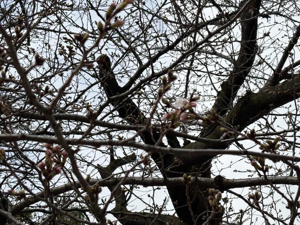 〜 さくら 〜 今朝、近所で桜が咲き始めていました。 そろそろ衣替えを考えないと。ふと、そう思いました。 桜の花を見ると、いつも春の訪れを確信します。 季節感。そろそろ始めるべきこと。片付けなければならないこと。 季節の移り変わりをきっかけに、暮らしや仕事の「やるべきこと」に気づくことも多いと感じます。 やるべきこと、お困りごと、お悩みごと。解決・改善に向けたサポートを実践いたします。 どうぞお気軽にご相談ください。 #行政書士 #大田区 #企業法務経験 #安心への伴走者 #課題解決サポート #契約書の作成チェック #行政への申請手続支援 #コラム #さくら