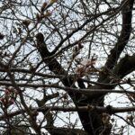 〜 さくら 〜 今朝、近所で桜が咲き始めていました。 そろそろ衣替えを考えないと。ふと、そう思いました。 桜の花を見ると、いつも春の訪れを確信します。 季節感。そろそろ始めるべきこと。片付けなければならないこと。 季節の移り変わりをきっかけに、暮らしや仕事の「やるべきこと」に気づくことも多いと感じます。 やるべきこと、お困りごと、お悩みごと。解決・改善に向けたサポートを実践いたします。 どうぞお気軽にご相談ください。 #行政書士 #大田区 #企業法務経験 #安心への伴走者 #課題解決サポート #契約書の作成チェック #行政への申請手続支援 #コラム #さくら