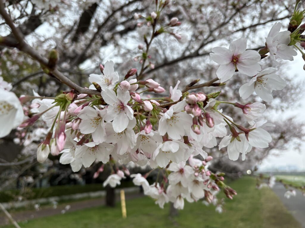 〜 あと少し 〜 自宅近くの多摩川の桜。今朝は7〜8分咲きといったところでした。 満開まで、あと少し。期待が高まる時期だと、改めて感じます。 2026年度も残りあと少し。あっという間に年度末を迎えた気がします。 新年度への期待を感じつつ、引き続き気を引き締め、丁寧なサービスを心がけてまいります。 #行政書士 #大田区 #企業法務経験 #安心への伴走者 #課題解決サポート #契約書の作成チェック #行政への申請手続支援 #コラム #あと少し