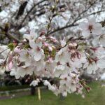 〜 あと少し 〜 自宅近くの多摩川の桜。今朝は7〜8分咲きといったところでした。 満開まで、あと少し。期待が高まる時期だと、改めて感じます。 2026年度も残りあと少し。あっという間に年度末を迎えた気がします。 新年度への期待を感じつつ、引き続き気を引き締め、丁寧なサービスを心がけてまいります。 #行政書士 #大田区 #企業法務経験 #安心への伴走者 #課題解決サポート #契約書の作成チェック #行政への申請手続支援 #コラム #あと少し