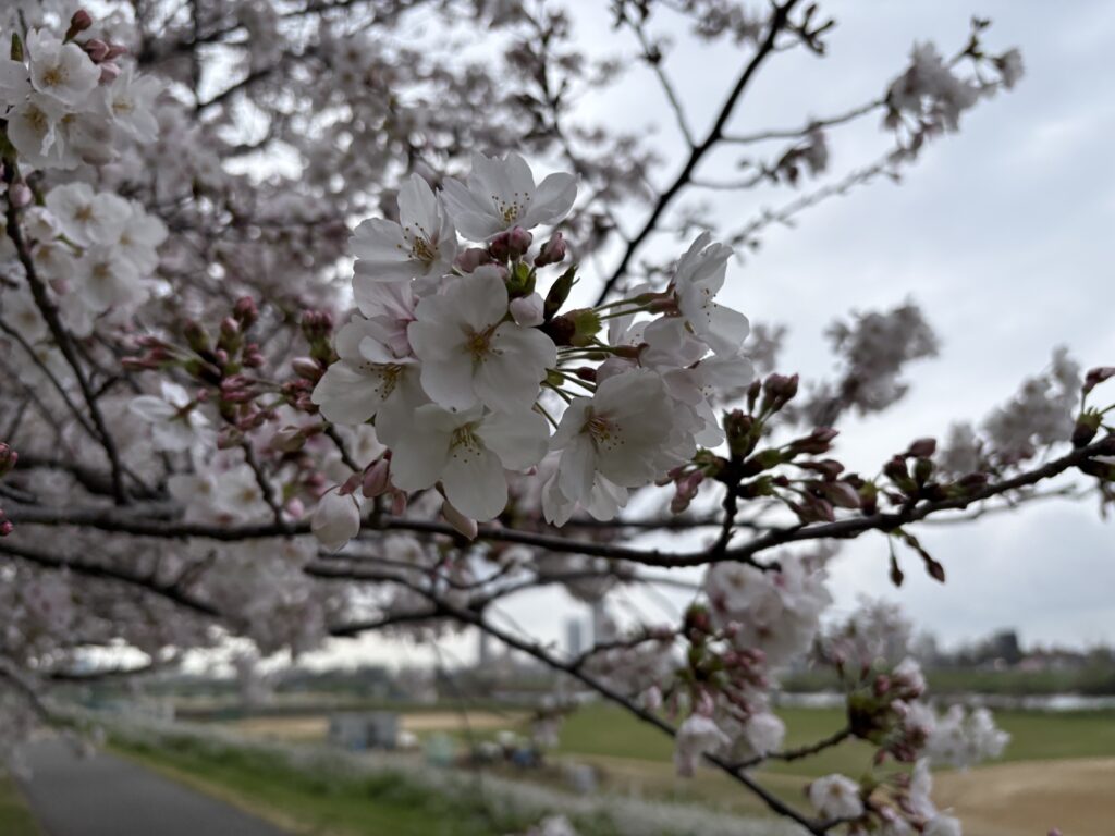 〜 備えと、蓄え 〜 備蓄。よく聞くようになった言葉のひとつ。 不測の事態に備え、蓄えておく。 いい方向で流れていると、つい疎かにしてしまいがち。 物に限らず、知識や経験の蓄え。少しずつ、積み上げていくもの。 いざというとき、その大切さを感じます。 今日は年度末。今年度に蓄えたものを振り返り、明日からの新年度に備えてまいります。 #行政書士 #大田区 #企業法務経験 #安心への伴走者 #課題解決サポート #契約書の作成チェック #行政への申請手続支援 #コラム #備えと蓄え