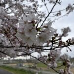 〜 備えと、蓄え 〜 備蓄。よく聞くようになった言葉のひとつ。 不測の事態に備え、蓄えておく。 いい方向で流れていると、つい疎かにしてしまいがち。 物に限らず、知識や経験の蓄え。少しずつ、積み上げていくもの。 いざというとき、その大切さを感じます。 今日は年度末。今年度に蓄えたものを振り返り、明日からの新年度に備えてまいります。 #行政書士 #大田区 #企業法務経験 #安心への伴走者 #課題解決サポート #契約書の作成チェック #行政への申請手続支援 #コラム #備えと蓄え