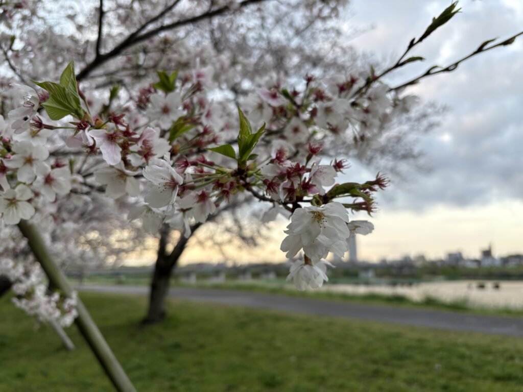 〜 30年 〜 1996年4月1日。社会人になりました。 新卒で入社した会社の入社式や歓迎会に参加し、バタバタとあっという間の1日だったことを思い出します。 あれから30年。当時の自分は、今の自分の姿を全く想像もしていませんでした。 過去に固執し過ぎず、未来を決めつけず、今をしっかりと生きる。 今日から新年度。最適解は何かを考え、地に足をつけて一歩ずつ前に進んでまいります。 暮らしや仕事の困りごと。どうぞお気軽にご相談ください。 #行政書士 #大田区 #企業法務経験 #安心への伴走者 #課題解決サポート #契約書の作成チェック #行政への申請手続支援 #コラム #30年