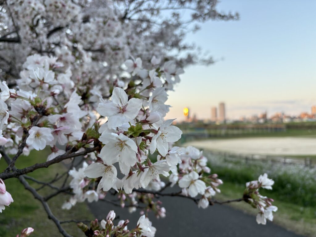 〜 満開 〜 今朝の多摩川。満開の桜と、きれいな朝日。 近所の多摩川の土手を走っていると、清々しい朝を感じることができました。 ざっくりとですが、あれこれと前向きに今後の計画を考えながら足を進めていました。 外に向かって気分が開いているときは、縛りなく発散する。 まずは視野を広げて、可能な限りアイデアを出すことが大切だと感じます。 春先は、晴れの日と雨の日が入れ違いにやってきて、安定しない天気が続きがち。 発散と収束を上手に使い分け、サービスレベルの向上に努めてまいります。 #行政書士 #大田区 #企業法務経験 #安心への伴走者 #課題解決サポート #契約書の作成チェック #行政への申請手続支援 #コラム #満開 #多摩川 #桜