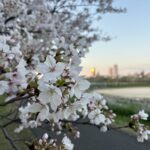 〜 満開 〜 今朝の多摩川。満開の桜と、きれいな朝日。 近所の多摩川の土手を走っていると、清々しい朝を感じることができました。 ざっくりとですが、あれこれと前向きに今後の計画を考えながら足を進めていました。 外に向かって気分が開いているときは、縛りなく発散する。 まずは視野を広げて、可能な限りアイデアを出すことが大切だと感じます。 春先は、晴れの日と雨の日が入れ違いにやってきて、安定しない天気が続きがち。 発散と収束を上手に使い分け、サービスレベルの向上に努めてまいります。 #行政書士 #大田区 #企業法務経験 #安心への伴走者 #課題解決サポート #契約書の作成チェック #行政への申請手続支援 #コラム #満開 #多摩川 #桜