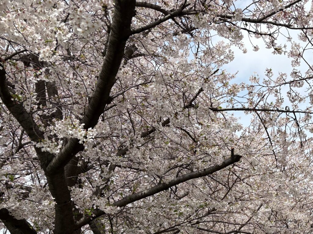 〜 新社会人 〜 新社会人。真新しいスーツで行き交う人たちを、よく見かけるようになりました。 名刺交換、ビジネス文書の書き方、その他のビジネスマナー。 30年前、新入社員研修で教えてもらった基本動作や心構えは、今でも役に立っています。 以降、これまで色々な経験をしてきましたが、土台となる基本の大切さを、改めて感じます。 基本の徹底。引き続き意識して、お役に立てるサービスを心がけてまいります。 #行政書士 #大田区 #企業法務経験 #安心への伴走者 #課題解決サポート #契約書の作成チェック #行政への申請手続支援 #コラム #新社会人 #新年度スタート