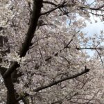 〜 新社会人 〜 新社会人。真新しいスーツで行き交う人たちを、よく見かけるようになりました。 名刺交換、ビジネス文書の書き方、その他のビジネスマナー。 30年前、新入社員研修で教えてもらった基本動作や心構えは、今でも役に立っています。 以降、これまで色々な経験をしてきましたが、土台となる基本の大切さを、改めて感じます。 基本の徹底。引き続き意識して、お役に立てるサービスを心がけてまいります。 #行政書士 #大田区 #企業法務経験 #安心への伴走者 #課題解決サポート #契約書の作成チェック #行政への申請手続支援 #コラム #新社会人 #新年度スタート