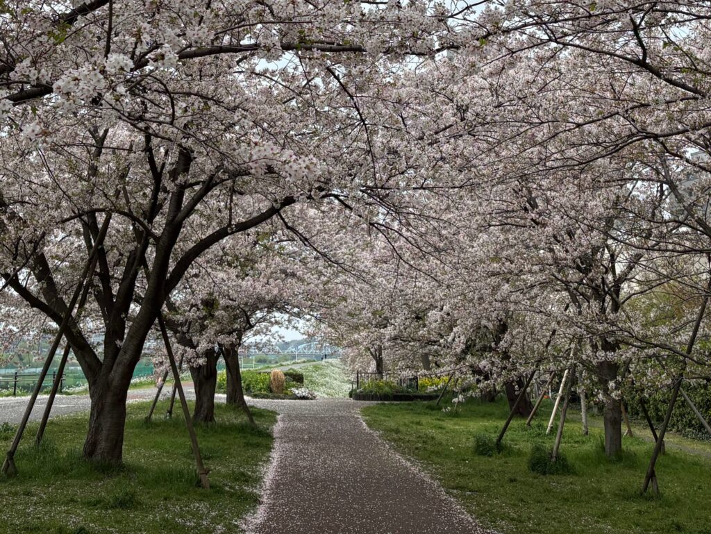 〜 桜の絨毯 〜 今朝の多摩川。桜は散り始めていました。 日中は雨模様とのことなので、そろそろ見納めでしょうか。 桜の絨毯。楽しみながら、ランニングすることができました。 咲き始め、満開、散り際。 どれも風情を感じます。 どの段階、どんな状況でも、最善を尽くす。 引き続き、お役に立てるサービスを心がけてまいります。 #行政書士 #大田区 #企業法務経験 #安心への伴走者 #課題解決サポート #契約書の作成チェック #行政への申請手続支援 #コラム #桜の絨毯 #多摩川 #桜