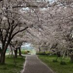 〜 桜の絨毯 〜 今朝の多摩川。桜は散り始めていました。 日中は雨模様とのことなので、そろそろ見納めでしょうか。 桜の絨毯。楽しみながら、ランニングすることができました。 咲き始め、満開、散り際。 どれも風情を感じます。 どの段階、どんな状況でも、最善を尽くす。 引き続き、お役に立てるサービスを心がけてまいります。 #行政書士 #大田区 #企業法務経験 #安心への伴走者 #課題解決サポート #契約書の作成チェック #行政への申請手続支援 #コラム #桜の絨毯 #多摩川 #桜